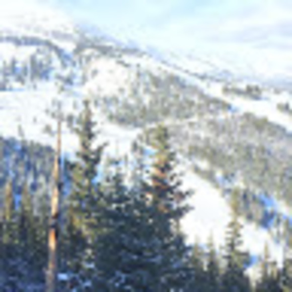 sdannebaum